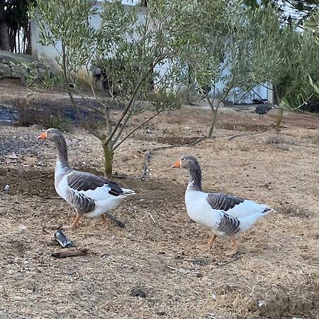 La Casa De Las Higueras Dar Karmus Tétouan Esterno foto