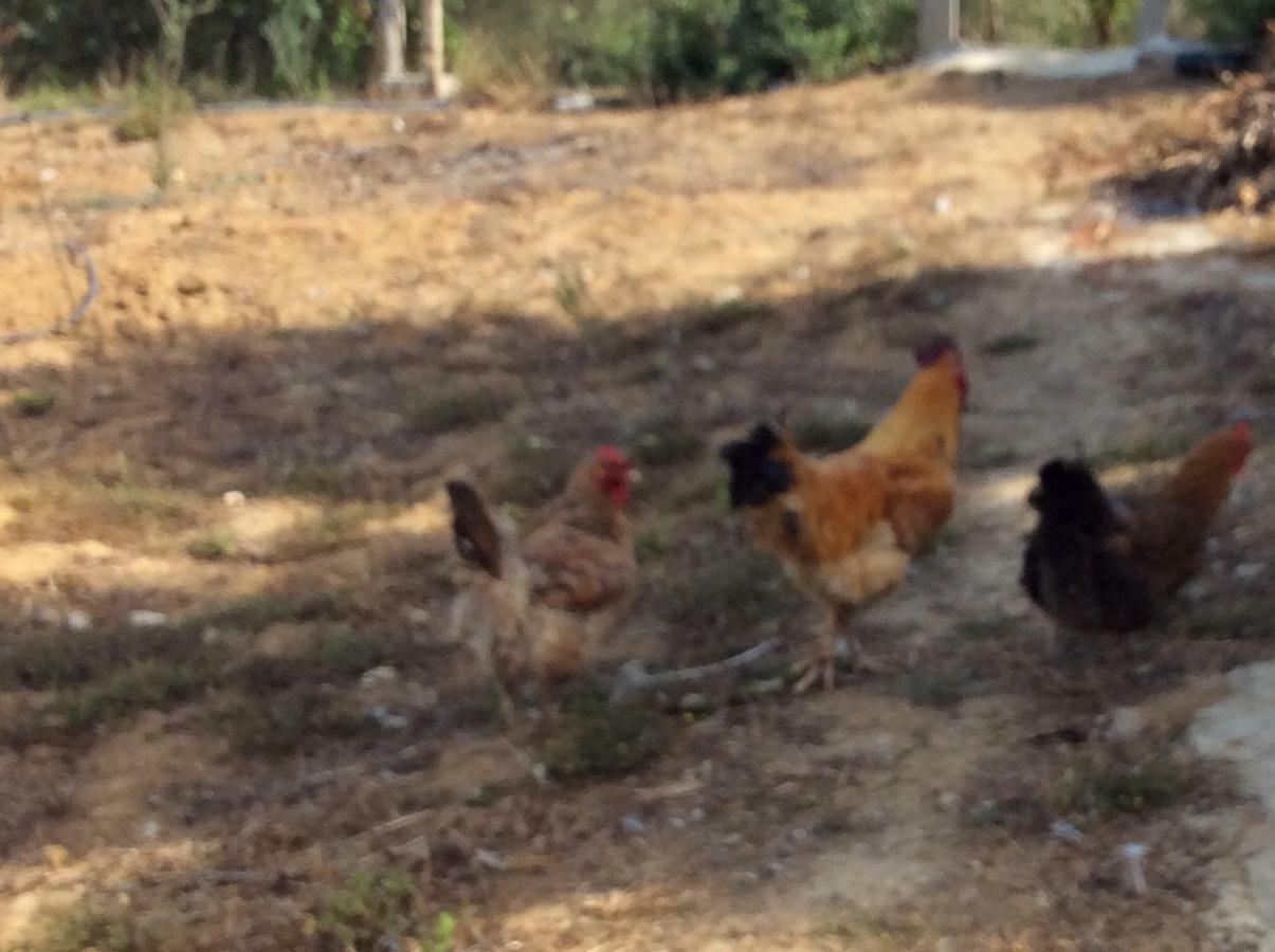 La Casa De Las Higueras Dar Karmus Tétouan Esterno foto
